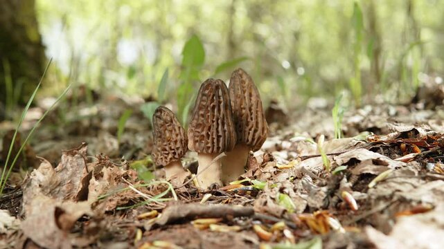 Push in shot of group of morels growing together in forest. Delicacy Morchella mushroom in sunlight in wild. Hunting and picking mushrooms on spring day. Preparing for morel mushroom festival.