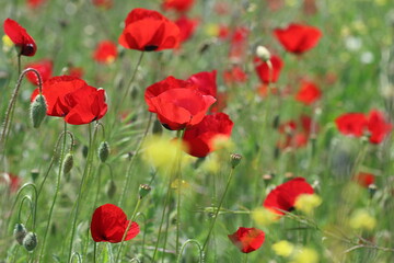 poppy field in spring time