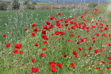 poppy field in spring time	
