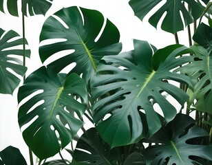 Dark green leaves of monstera or split-leaf philodendron, Monstera deliciosa, the tropical foliage plant growing in wild isolated on white background. selective focus