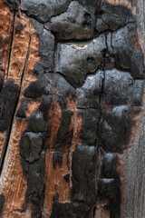 Pattern on a burned tree
