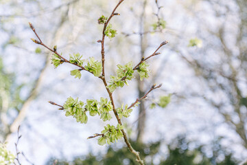 spring tree branches beginning to blossom