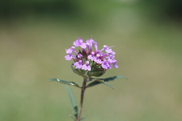 A Field basil (Ziziphora capitata) flower in spring