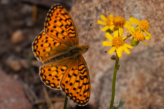A mormon fritilary butterfly on western groundsel, Bunsen Peak, Yellowstone National Park