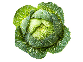 Fototapeta premium Hearty Stuffed Cabbage Delight 