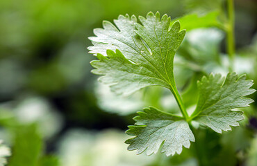 Close-up of fresh cilantro leaves. macro of a bunch of fresh cilantro leaves. The cilantro is bright green