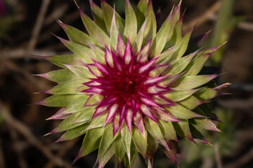 Close up of an emerging bloom of an Evert's thistle.
