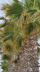drzewa palmowe ścieżka świeże w rzędzie © Miroslaw