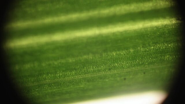 Cell Structure View of Leaf Surface Showing Plant Cells For Education. Green Leaves of Plant or Tree With Texture and Pattern Close Up. Closeup Green Leaf Texture Organic Plant and Leaf's Vein Nature.