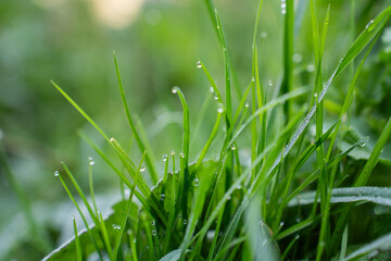 close up of dew on grass
