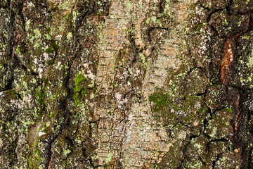 Close-up of the bark texture of an old tree in Ukraine in early spring. Deep grooves, cracks, and...
