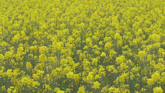 満開の菜の花畑
