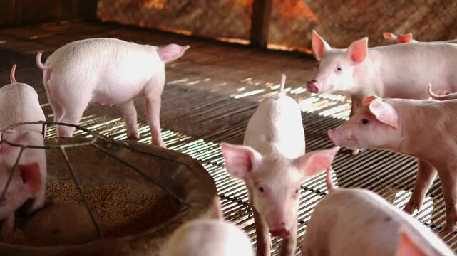 Many piglets are eating prepared food in the pig farm. Little piglets are eating food.