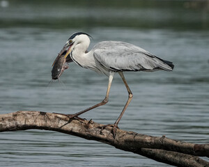 great blue heron