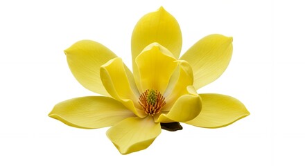 Obraz premium Stunning Close Up of a Yellow Magnolia Flower Blooming Against a White Background