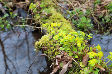 Close-up of a small river or stream in Ukraine in early spring. On the bank, partially in the water, a fallen tree trunk covered with bright green moss and small plants with round green leaves and tin