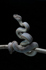 Obraz premium snake on a black background