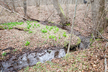 A small forest stream slowly meanders between trees in Ukraine in early spring. The banks are covered with fallen leaves, among which the first green shoots are sprouting.