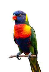 Obraz premium Rainbow Lorikeet Parrot on Branch, Transparent Background. Vivid Colors.