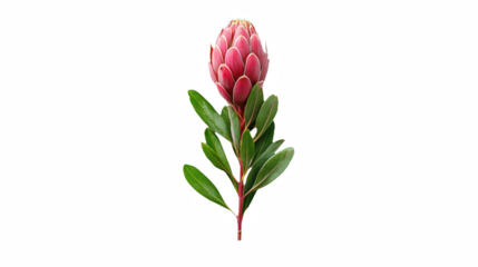 a pink protea flower on a transparent background, PNG image, PNG file, Generative art.