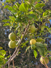 Ripe Lemons on Tree Branch in Sunlight