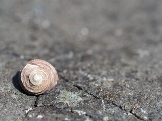 海岸の岩場にいる小さな貝