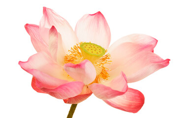 Beautiful Lotus Flower with Pink Petals and Green Center Blossom