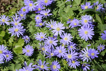 Frühlings-Anemone