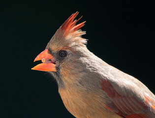 Closeup Profile of a Female Northern Cardinal