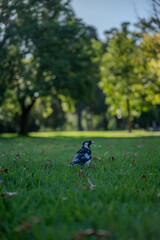 Australian magpie-lark (Grallina cyanoleuca) standing on green grass in a sunlit park with soft bokeh background.