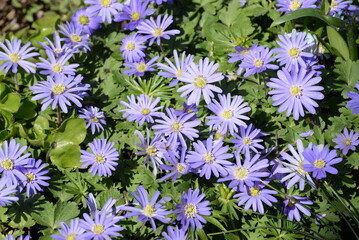 Frühlings-Anemone
