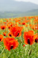 Many red poppies blooming in the mountain valley. The flowering period of wild poppies. The flora of mountainous areas is diverse and beautiful.