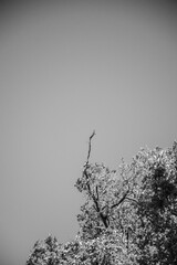 Minimalist black and white image of a bare tree branch reaching into an empty sky.