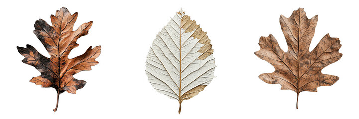 Fototapeta premium Png of Three intricately detailed autumn leaves showcasing rich browns, crisp whites, and vibrant textures, symbolizing seasonal change.