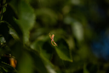 Close-up of a spider resting at the centre of its web, surrounded by vibrant green leaves.