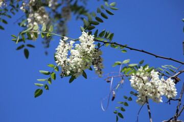 blooms of Black locust (Robinia pseudoacacia), also known as false acacia