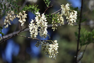 blooms of Black locust (Robinia pseudoacacia), also known as false acacia