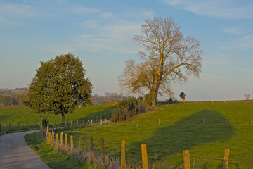 Countryside road along meadows with trees in warm evening sunlight near Oudenaarde, Flanders,...