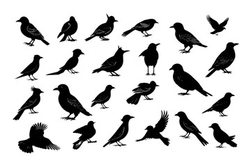 Obraz premium Vector isolated illustration set of bird silhouettes on a white background.