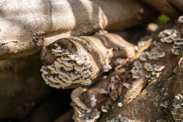 dead tree stump with mushrooms and fungi growing on it 