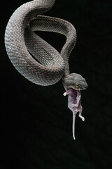 Fototapeta premium snake on a black background