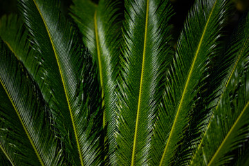 Fototapeta premium Palm leaves background. Green leaves wallpaper. Exotic jungle foliage. Leaves tropical greenery. Palm leaf closeup shot. Tropical leaf pattern. Palm leaves design. Green palm background.