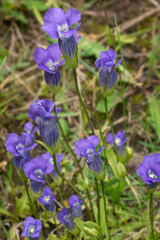 Pretty group of bog gentian wild flowers