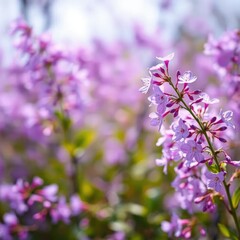 Obraz premium Delicate purple blooms dance in gentle spring breeze, spring, colorful, nature