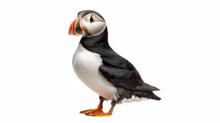 Fototapeta premium a black and white bird with an orange beak on a transparent background, PNG image, PNG file, Generative art.