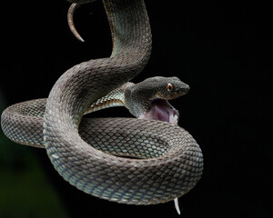 snake on a black background