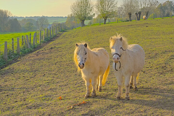 Two white ponies in a landscape with Meadows and forests on the rolling hills of Flemish ardennes...