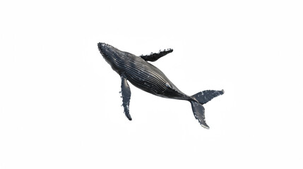 Fototapeta premium a humpback whale dives beneath the surface of the ocean on a transparent background, PNG image, PNG file, Generative art.