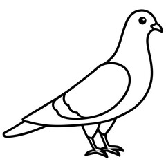 Elegant Pigeon Outline Illustration