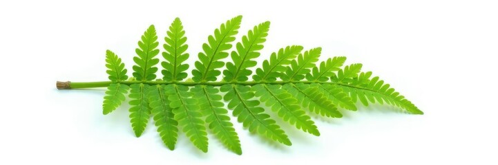 Single isolated fern leaf on white background, exotic, foliage, ferns